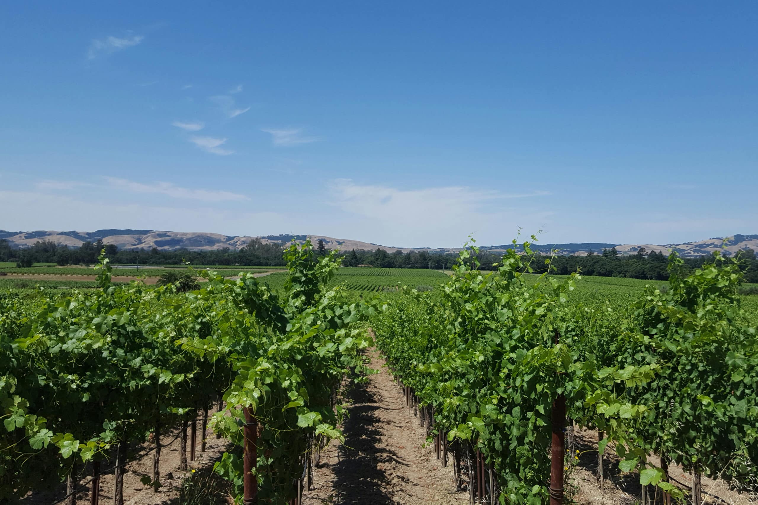 california vineyard, vacation fundraising, fundraising ideas, charity ideas, silent auction items, travel fundraising events