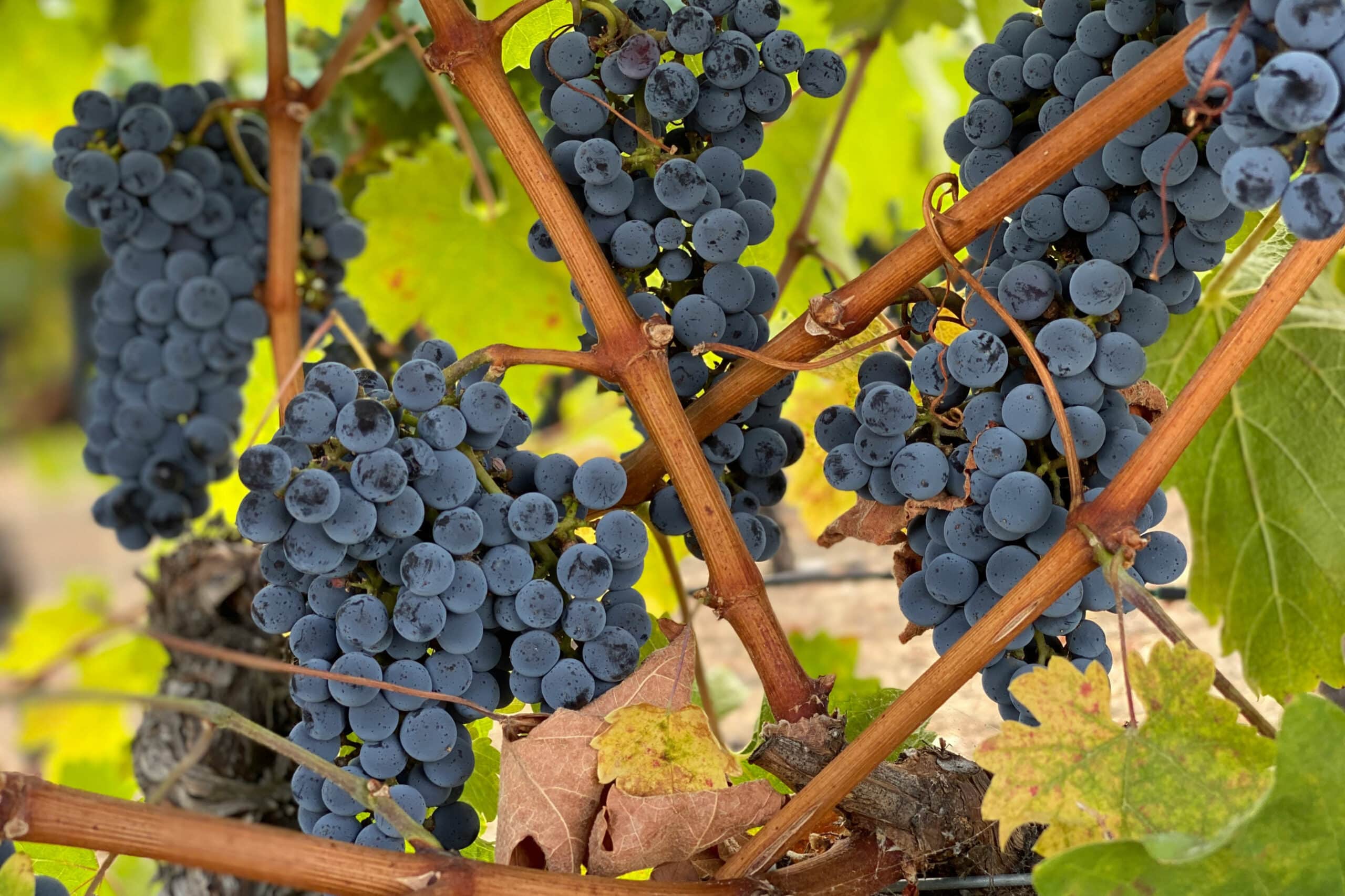 grapes on vine, vacation fundraising, fundraising ideas, charity ideas, silent auction items, travel fundraising events