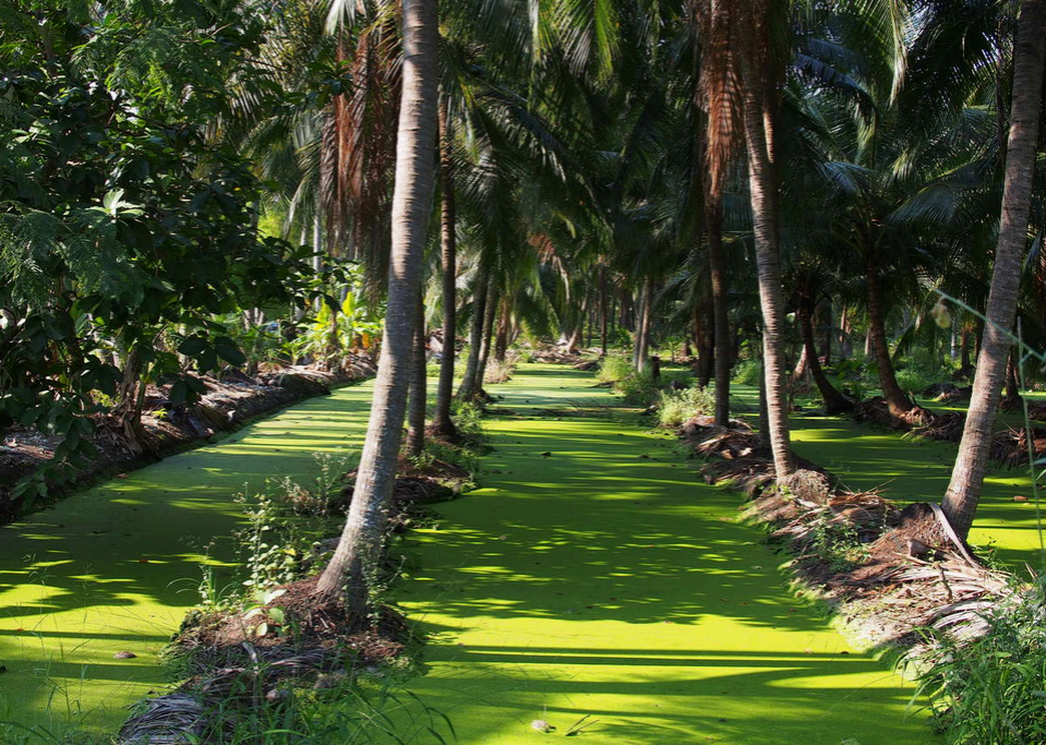 Bangkok Palm Trees, fundraising ideas, charity ideas, silent auction items, travel fundraising events