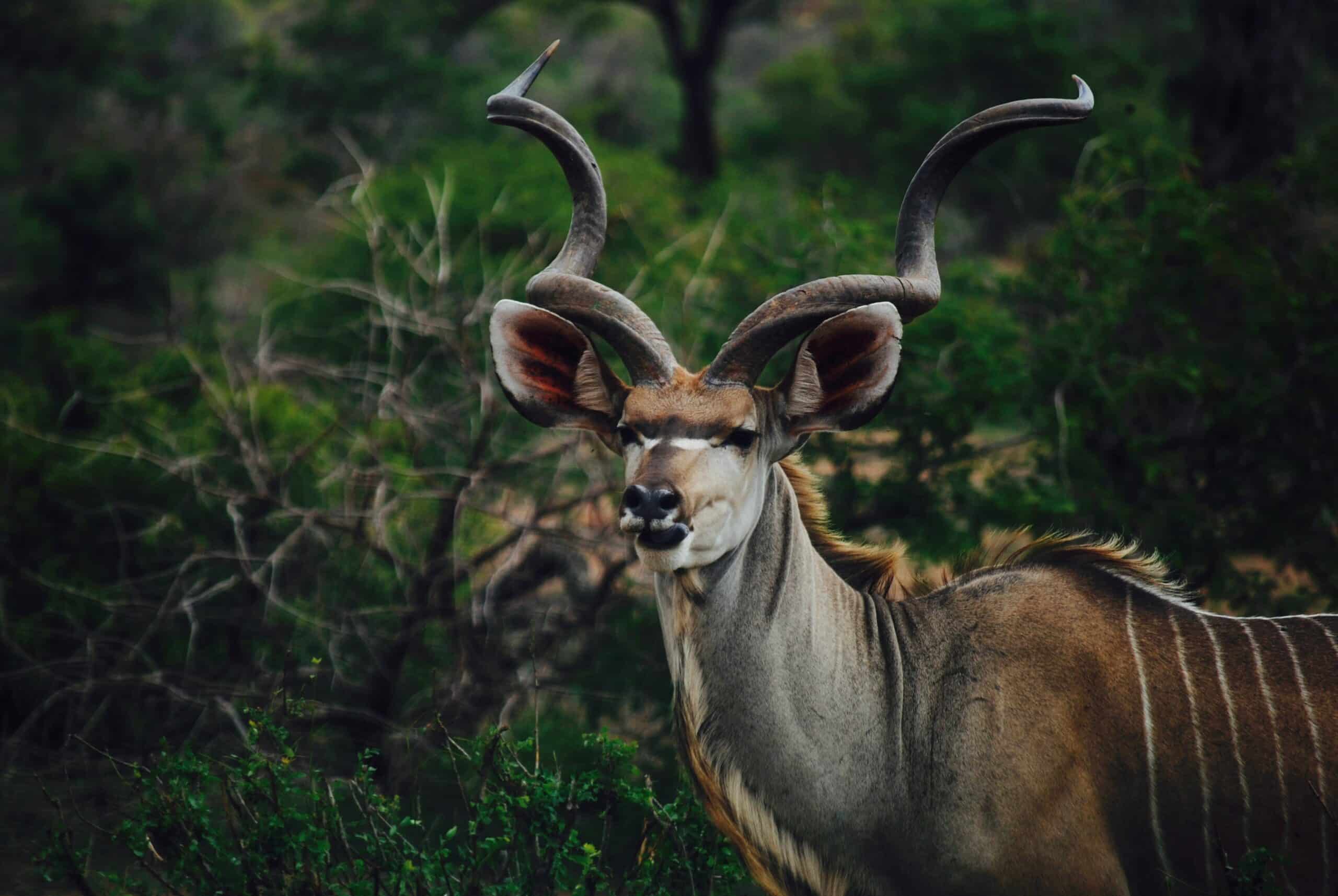 South African Kudu, fundraising ideas, charity ideas, silent auction items, travel fundraising events
