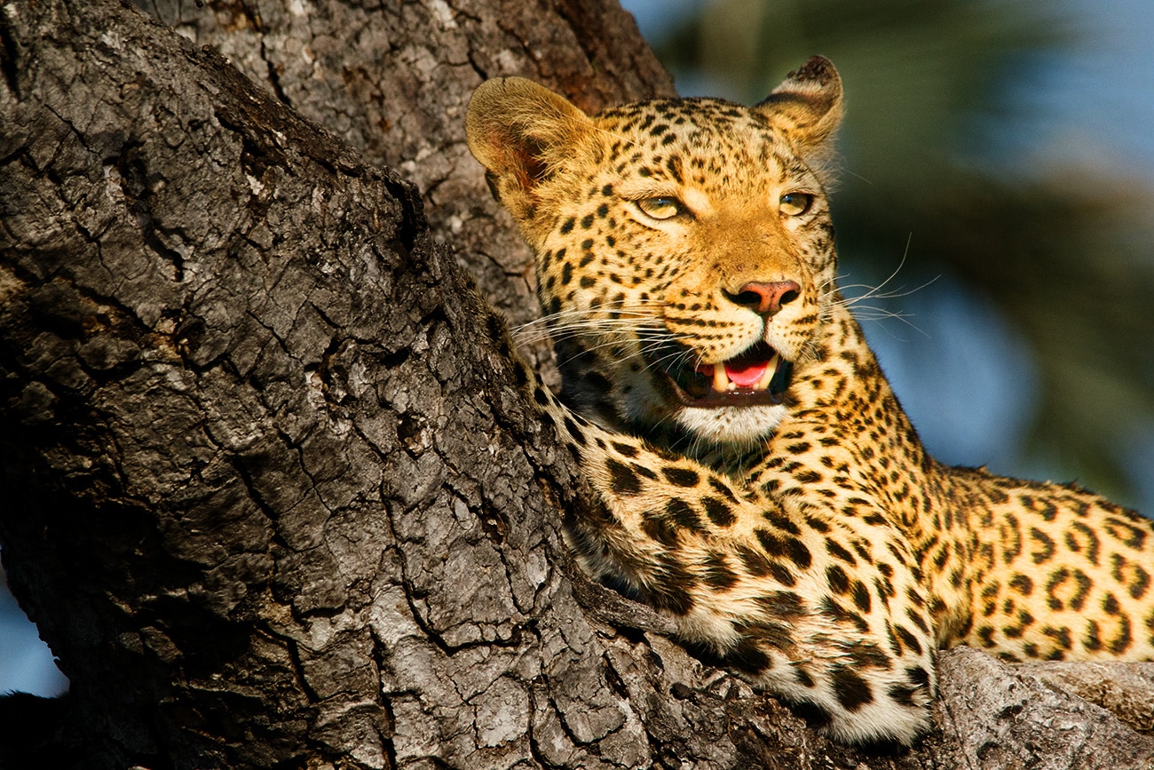 Leopard in a tree, fundraising ideas, charity ideas, silent auction items, travel fundraising events