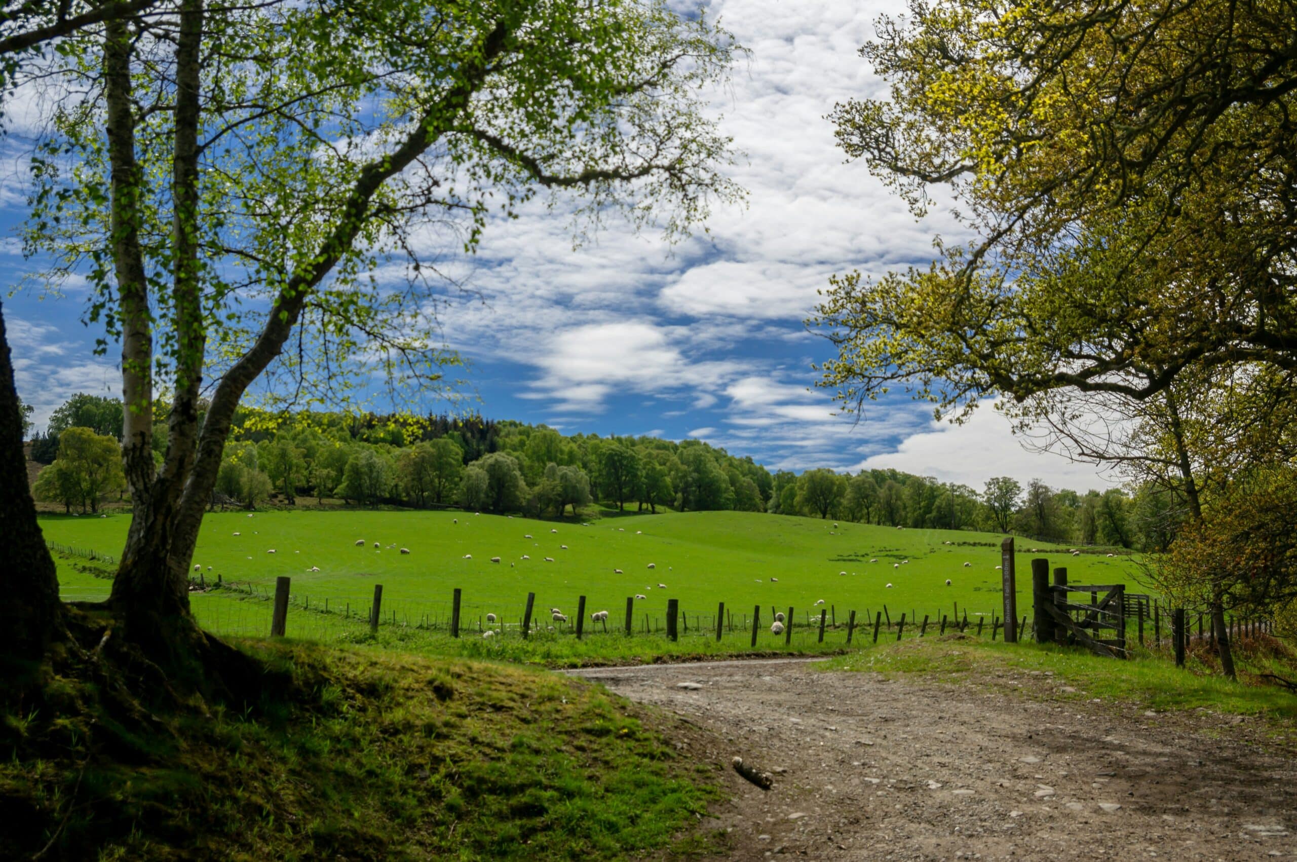 Scotland sheep in field, charity auction travel packages, vacation fundraising, travel fundraising, fundraising ideas, charity ideas, silent auction items, travel fundraising events