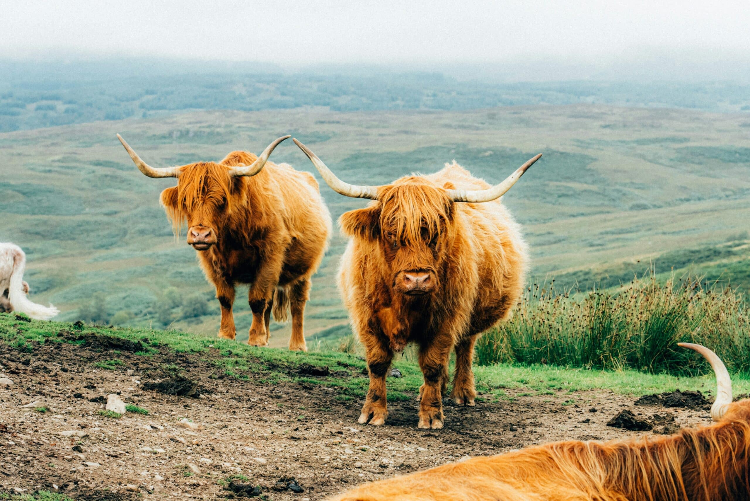 Scotland long horn cows, charity auction travel packages, vacation fundraising, travel fundraising, fundraising ideas, charity ideas, silent auction items, travel fundraising events
