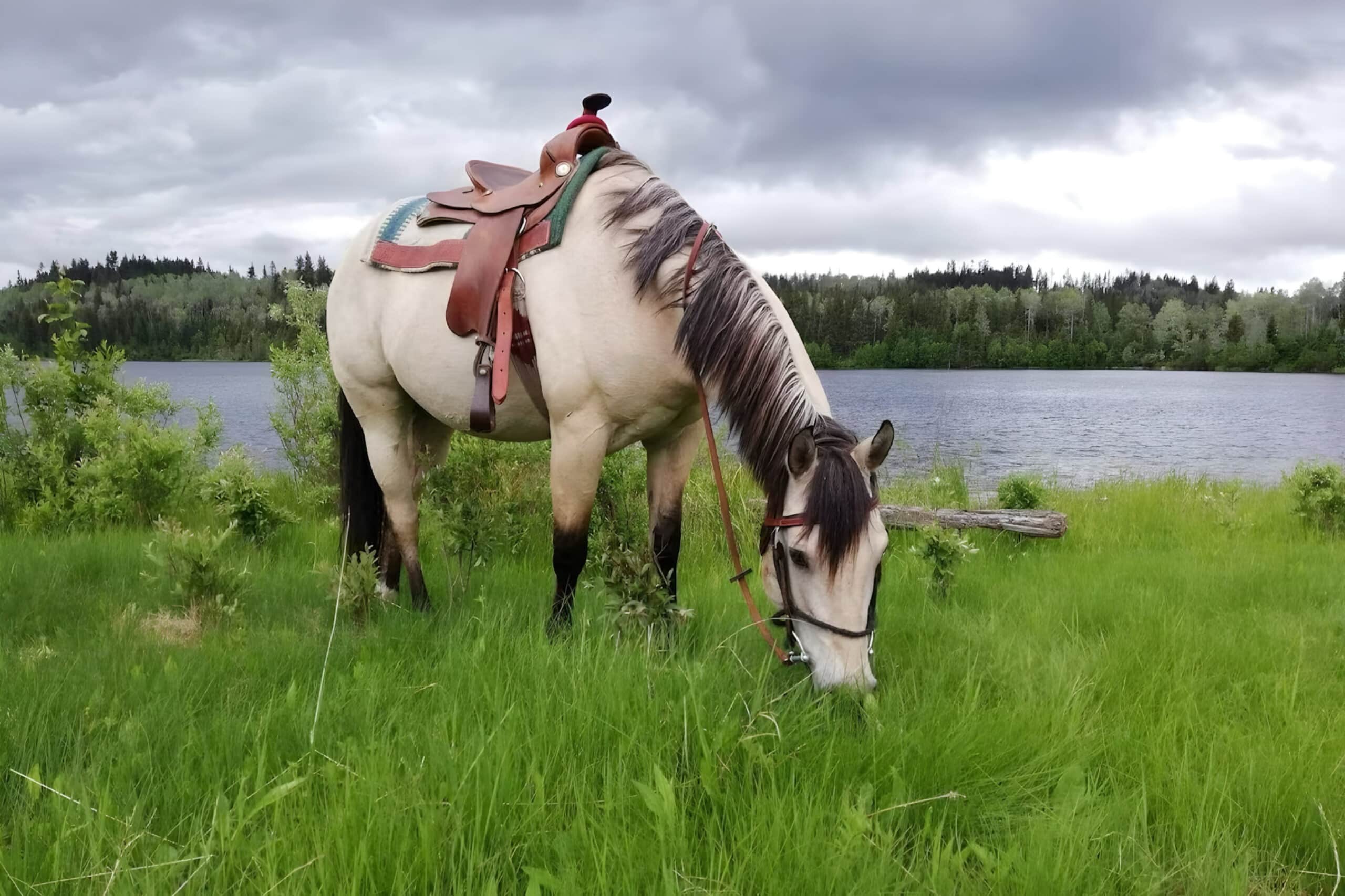 horse eating grass by lake, charity auction travel packages, vacation fundraising, travel fundraising, fundraising ideas, charity ideas, silent auction items, travel fundraising events