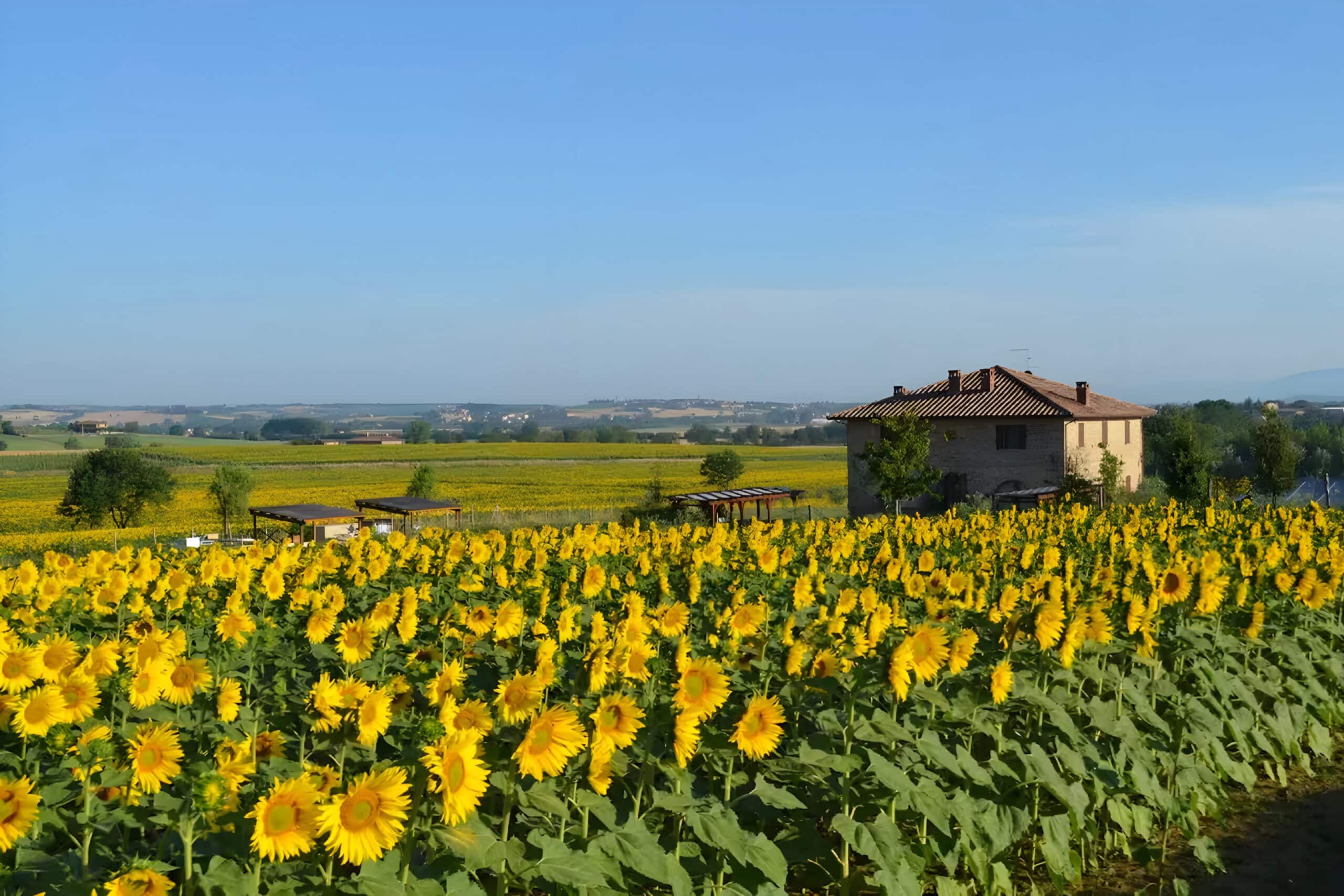 field of sunflowers, charity auction travel packages, vacation fundraising, travel fundraising, fundraising ideas, charity ideas, silent auction items, travel fundraising events
