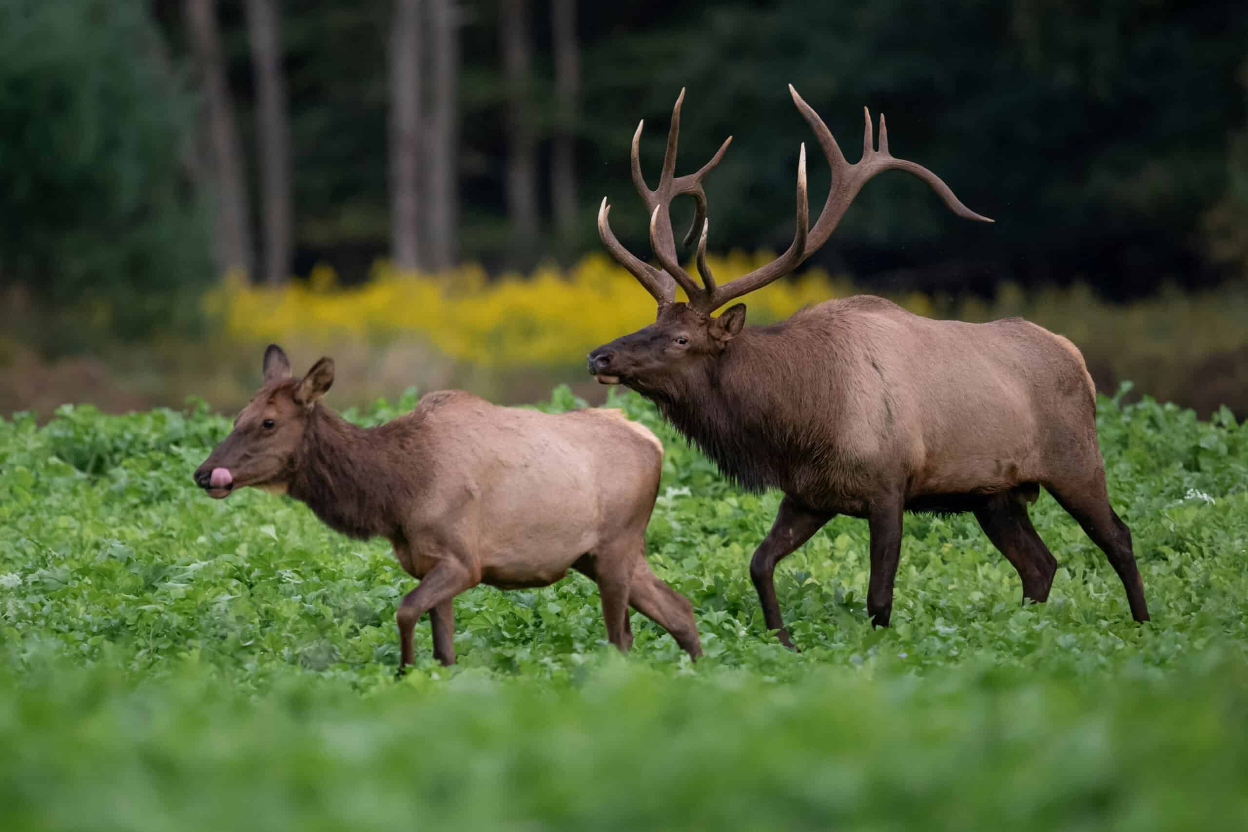 Two elk in the woods, charity auction travel packages, vacation fundraising, travel fundraising, fundraising ideas, charity ideas, silent auction items, travel fundraising events