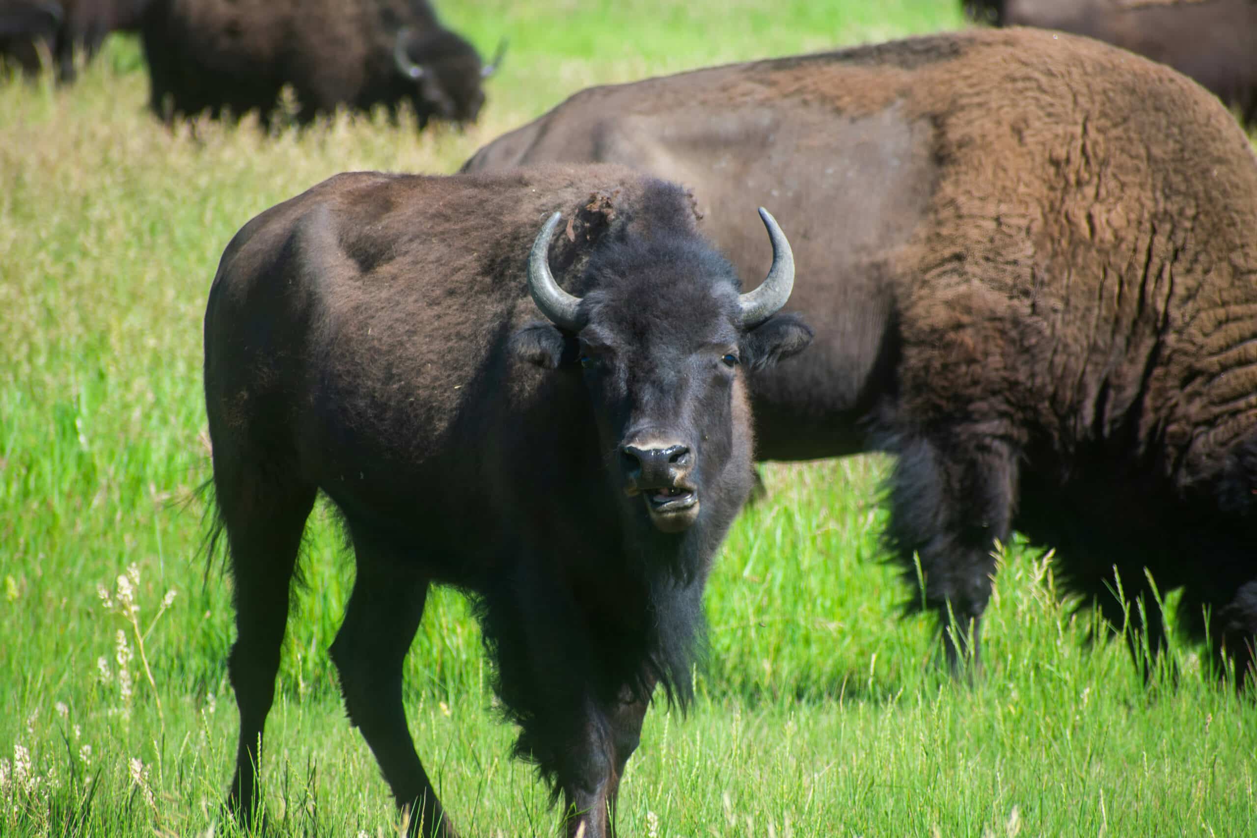 Buffalo in the wild, charity auction travel packages, vacation fundraising, travel fundraising, fundraising ideas, charity ideas, silent auction items, travel fundraising events