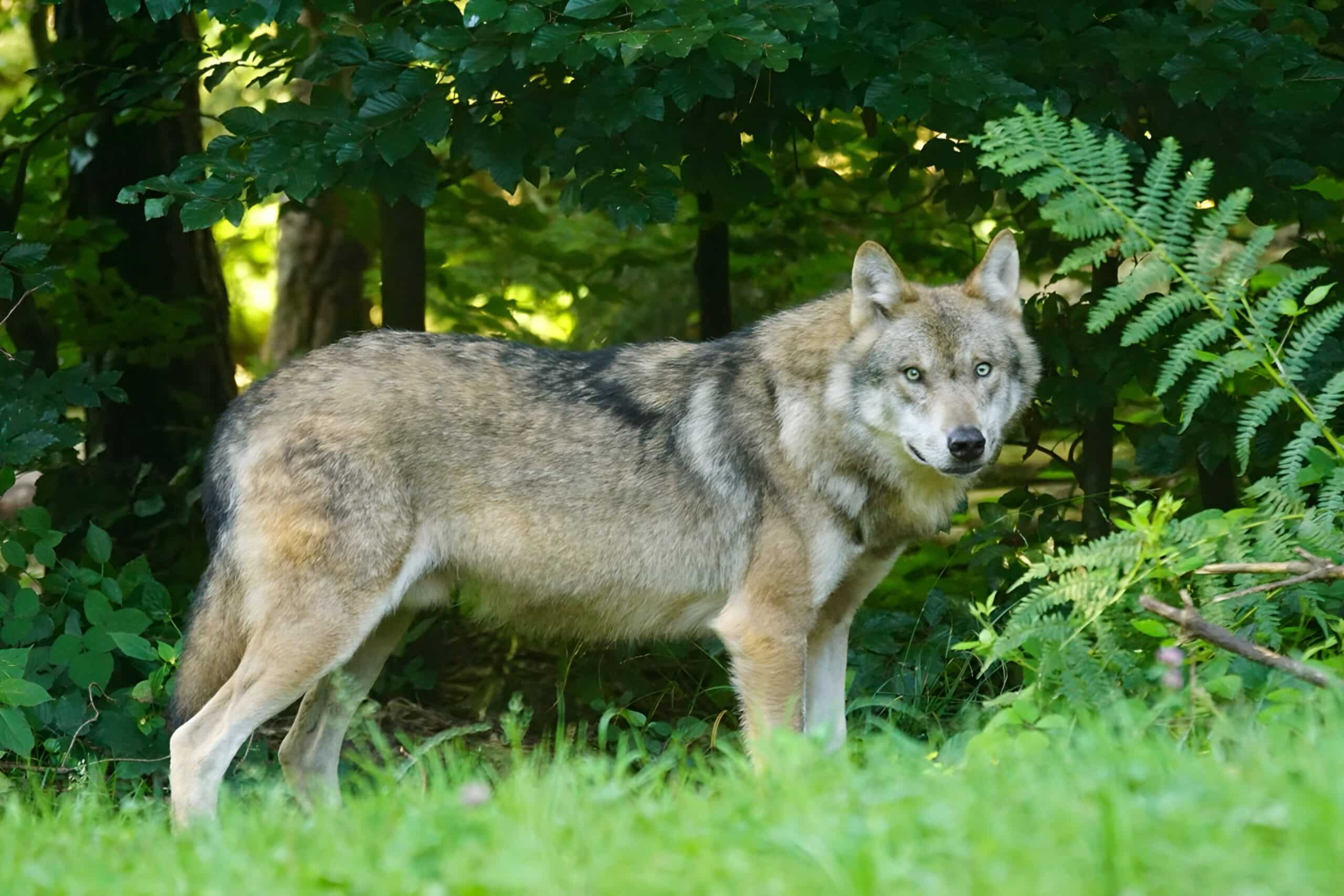 Wolf looking at camera in woods, charity auction travel packages, vacation fundraising, travel fundraising, fundraising ideas, charity ideas, silent auction items, travel fundraising events